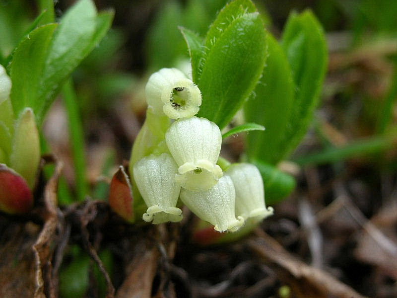 Arctostaphylos alpinus / Corbezzolo alpino